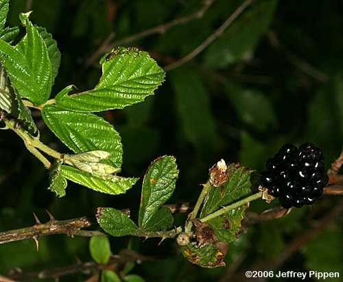 Sawtooth Blackberry (Rubus argutus)