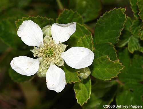 Sand Blackberry (Rubus cuneifolius)