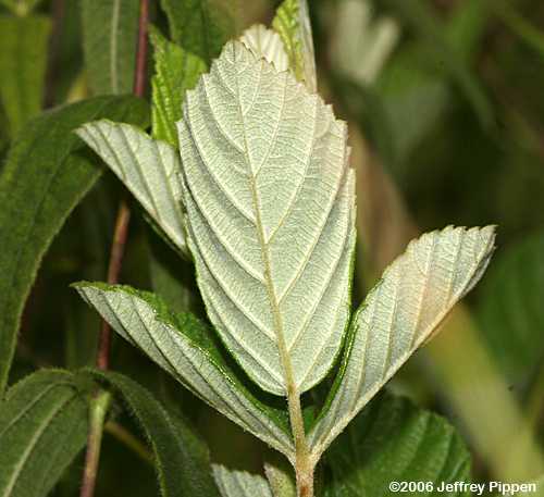 Sand Blackberry (Rubus cuneifolius)