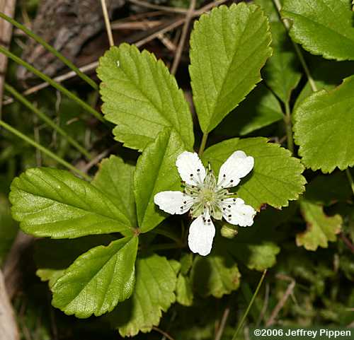 Swamp Dewberry (Rubus hispidus)