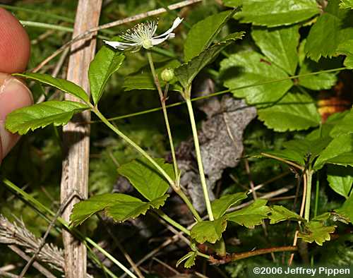 Swamp Dewberry (Rubus hispidus)