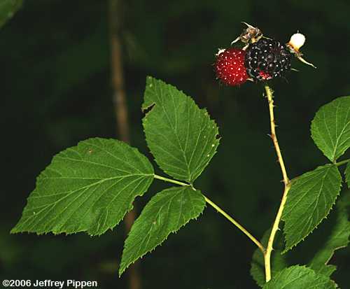 Black Raspberry (Rubus occidentalis)
