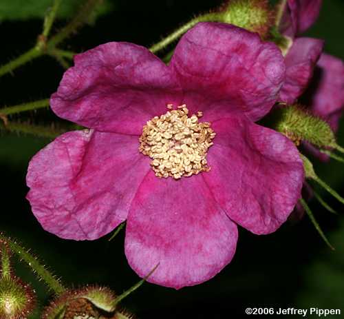 Flowering Raspberry (Rubus odoratus)