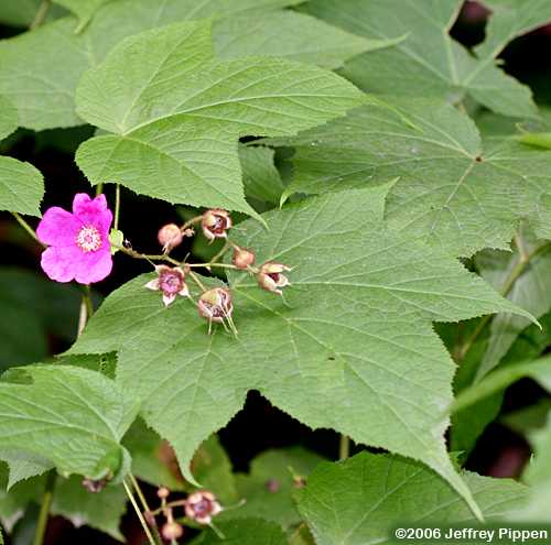 Flowering Raspberry (Rubus odoratus)