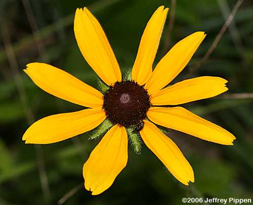 Black-eyed Susan (Rudbeckia hirta)