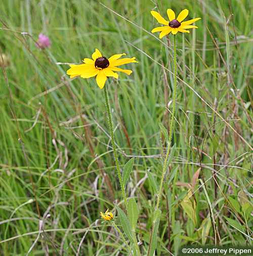 Black-eyed Susan (Rudbeckia hirta)