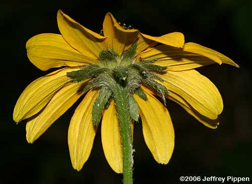 Black-eyed Susan (Rudbeckia hirta)