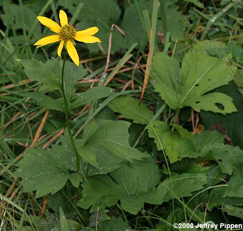 Cutleaf Coneflower (Rudbeckia laciniata)