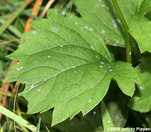 Cutleaf Coneflower (Rudbeckia laciniata)