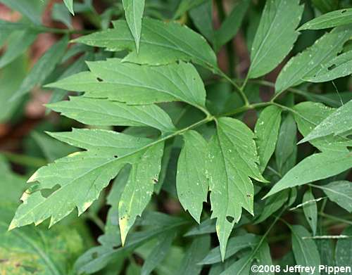 Cutleaf Coneflower (Rudbeckia laciniata)