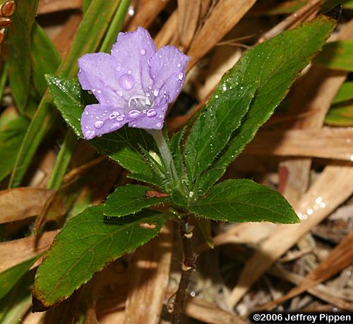 Carolina Wild-petunia (Ruellia caroliniensis)