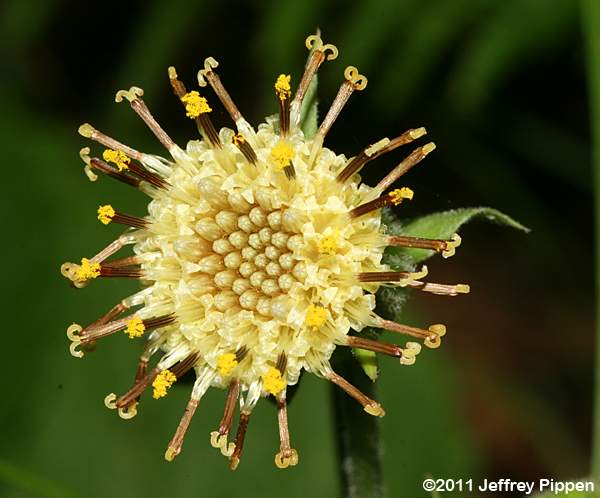 Rugel's Indianplantain, Rugel's Ragwort (Rugelia nudicaulis)