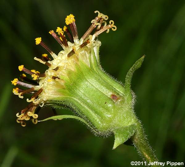 Rugel's Indianplantain, Rugel's Ragwort (Rugelia nudicaulis)