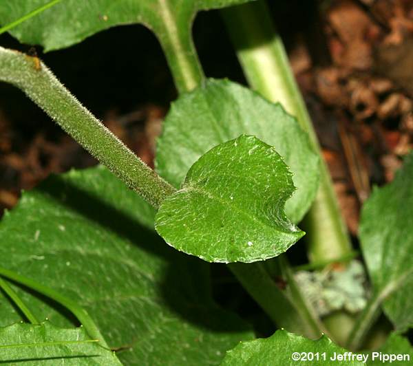 Rugel's Indianplantain, Rugel's Ragwort (Rugelia nudicaulis)