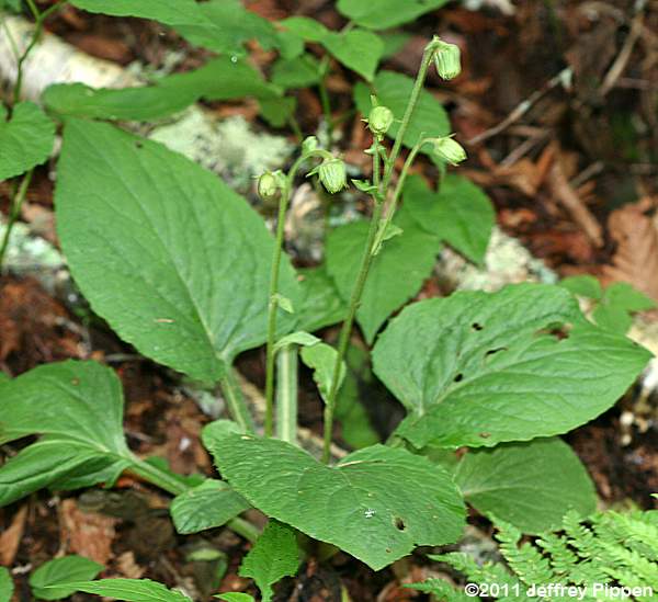 Rugel's Indianplantain, Rugel's Ragwort (Rugelia nudicaulis)