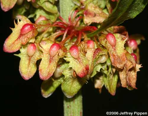unidentified Rumex