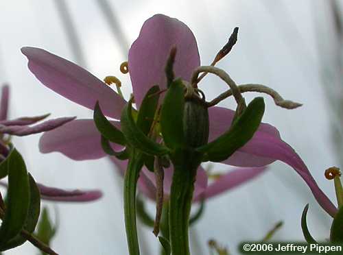 Rose Pink, Common Marsh Pink, Bitterbloom (Sabatia angularis)