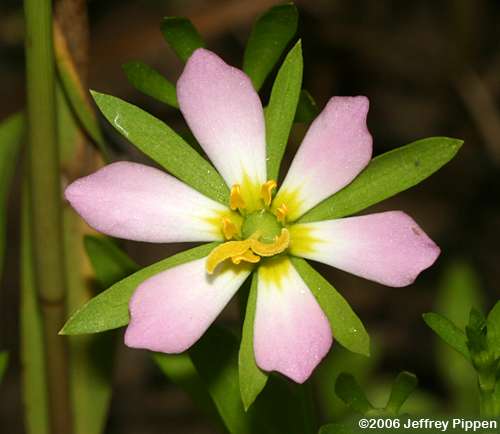 Coastal Rose Gentian, Leafy Marsh Pink (Sabatia calycina)