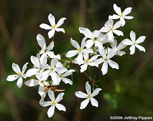 Lanceleaf Rose-gentian (Sabatia difformis)