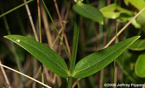 Lanceleaf Rose-gentian (Sabatia difformis)