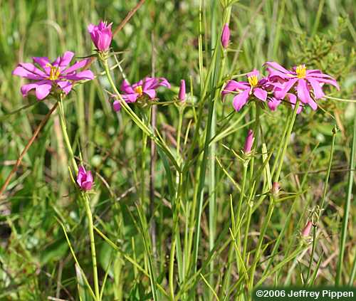 Pinewoods Rose-gentian (Sabatia gentianoides)