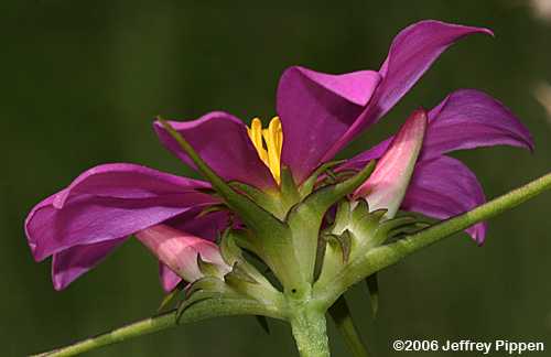 Pinewoods Rose-gentian (Sabatia gentianoides)