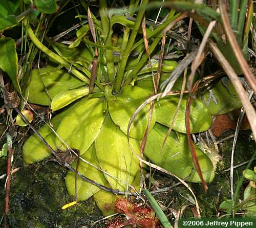 Pinewoods Rose-gentian (Sabatia gentianoides)