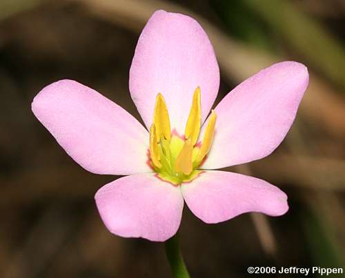 Rose of Plymouth, Salt-marsh Pink, Annual Sea-pink (Sabatia stellaris)