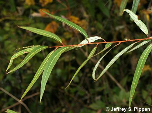 Carolina Willow, Coastal Plain Willow (Salix caroliniana)