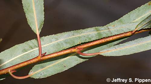 Carolina Willow, Coastal Plain Willow (Salix caroliniana)