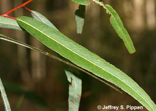 Carolina Willow, Coastal Plain Willow (Salix caroliniana)
