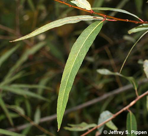 Carolina Willow, Coastal Plain Willow (Salix caroliniana)