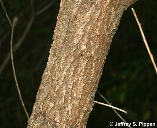 Carolina Willow, Coastal Plain Willow (Salix caroliniana)