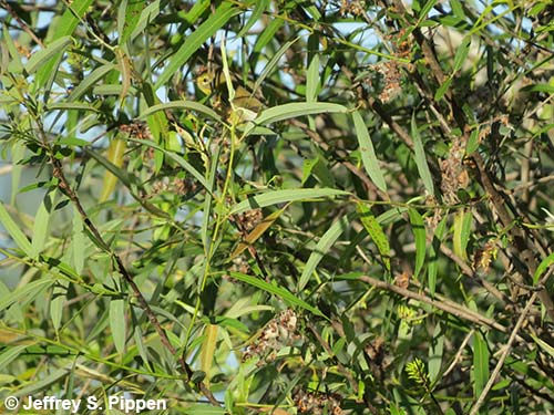 Carolina Willow, Coastal Plain Willow (Salix caroliniana)