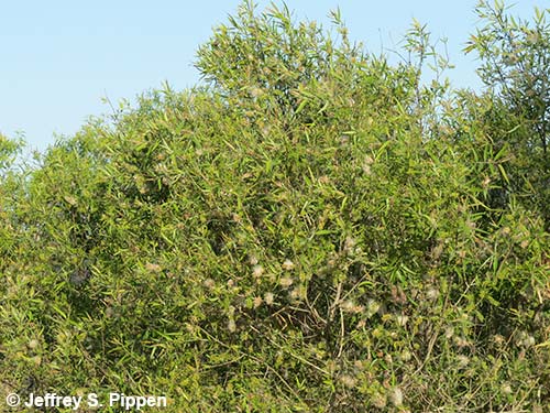 Carolina Willow, Coastal Plain Willow (Salix caroliniana)