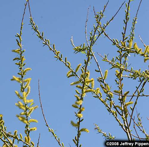 Black Willow (Salix nigra)
