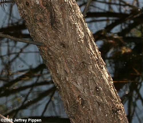 Black Willow (Salix nigra)