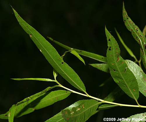 Black Willow (Salix nigra)