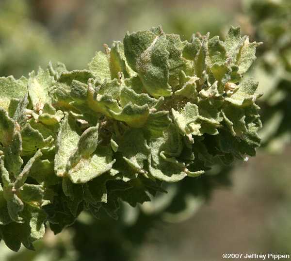 Four-wing Saltbush (Atriplex canescens)