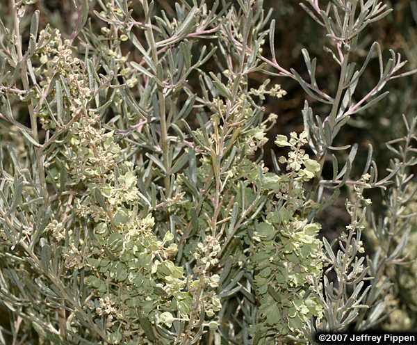 Four-wing Saltbush (Atriplex canescens)