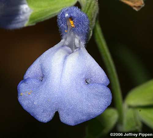 Azure Sage (Salvia azurea)
