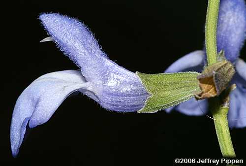 Azure Sage (Salvia azurea)