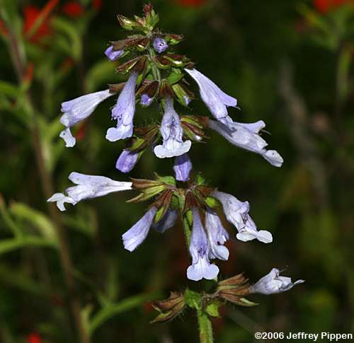 Lyreleaf Sage (Salvia lyrata)
