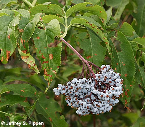 Blue Elderberry (Sambucus caerulea)