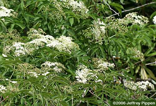 Common Elderberry (Sambucus canadensis)