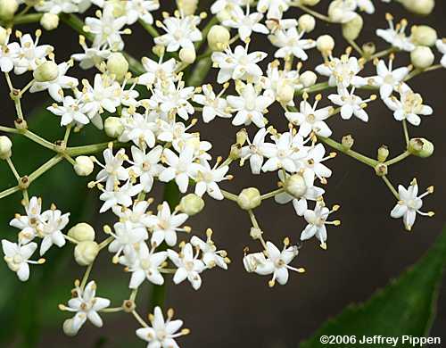 Common Elderberry (Sambucus canadensis)