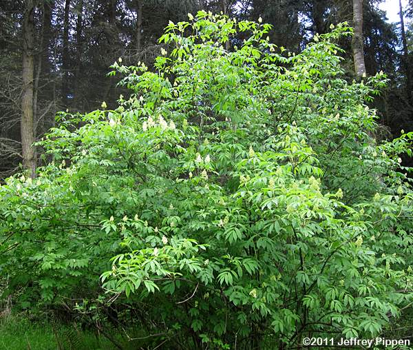 Red Elderberry (Sambucus aracemosa var. racemosa)