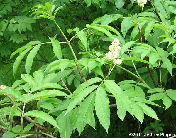 Red Elderberry (Sambucus aracemosa var. racemosa)