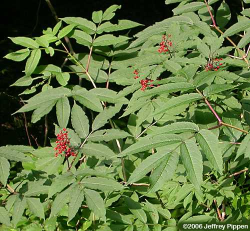 Red Elderberry (Sambucus aracemosa var. pubens)