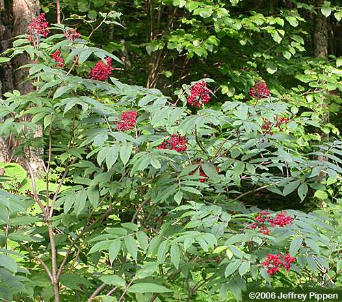 Red Elderberry (Sambucus aracemosa var. pubens)